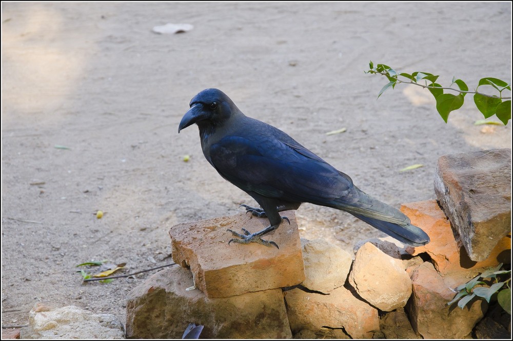 One day travel to Bagan