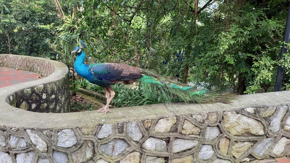 Bird Park Kuala Lumpur