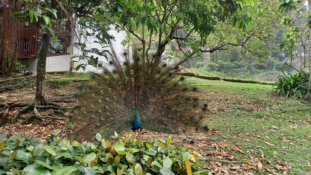 Bird Park Kuala Lumpur